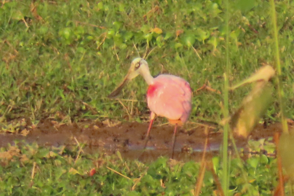 Roseate Spoonbill - ML642391372