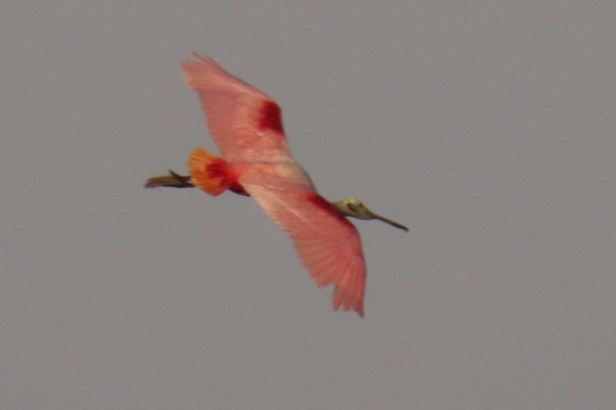Roseate Spoonbill - ML642391373