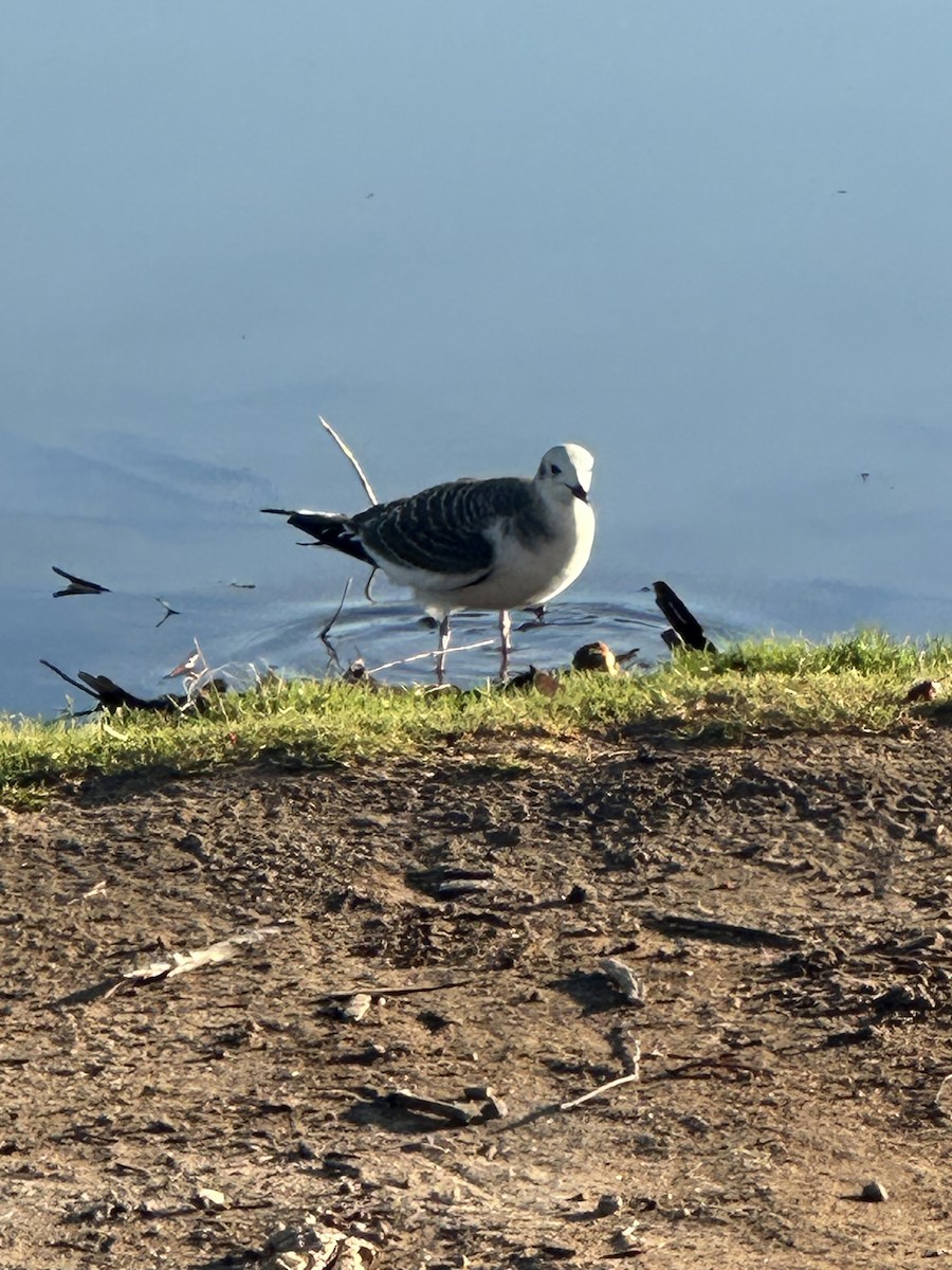 Sabine's Gull - ML642391417