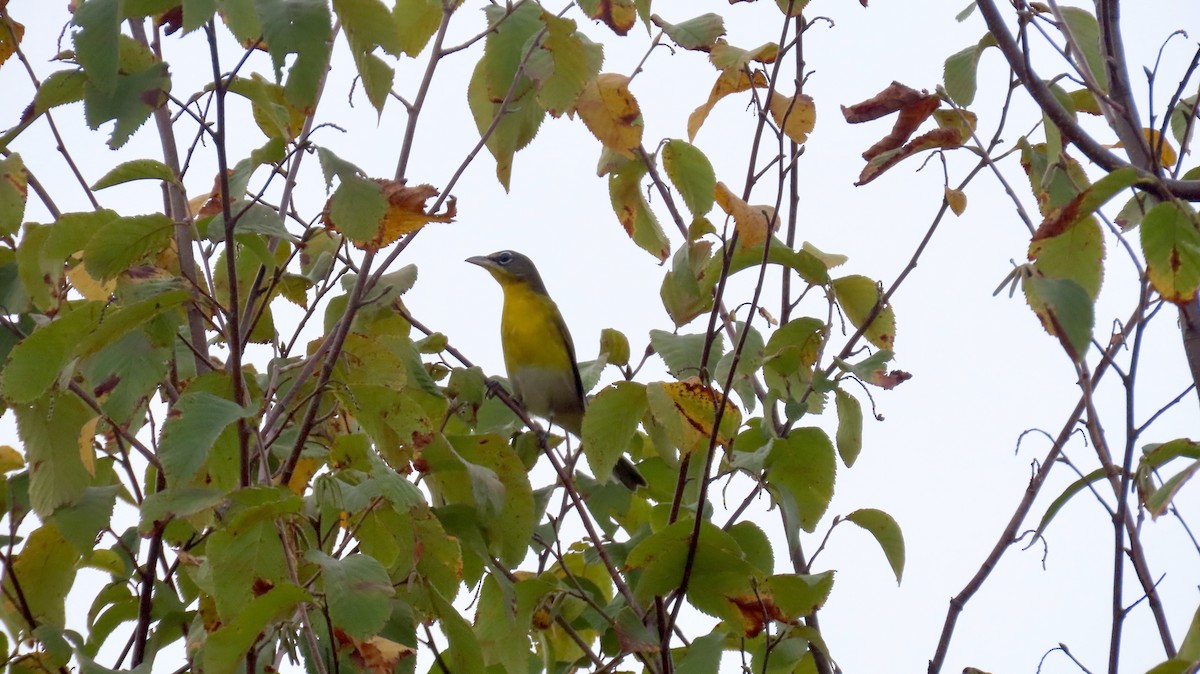 Yellow-breasted Chat - ML642391447