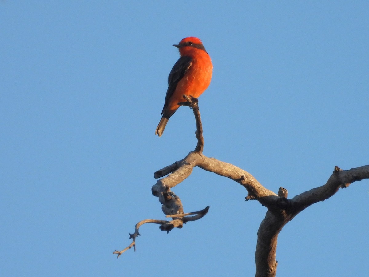 Vermilion Flycatcher - ML642391451