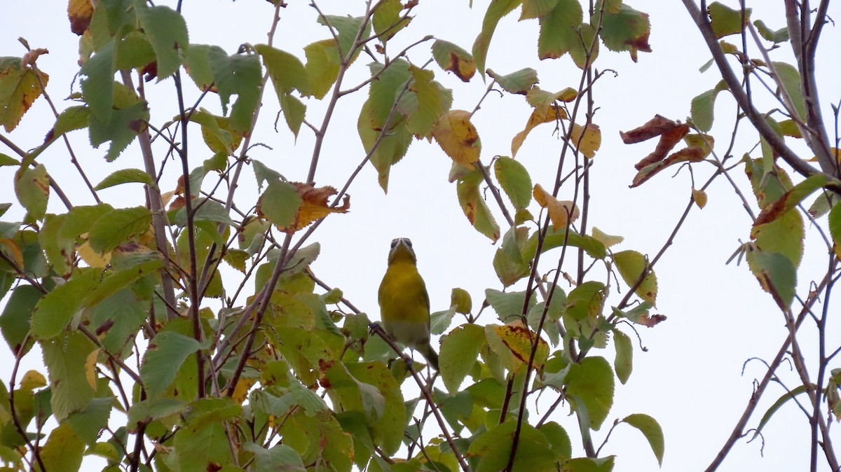 Yellow-breasted Chat - ML642391453
