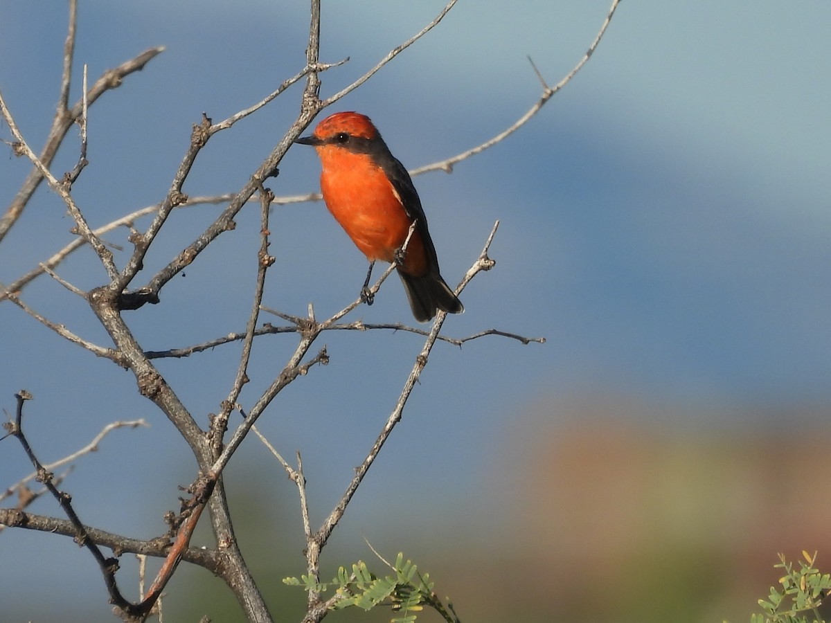 Vermilion Flycatcher - ML642391454