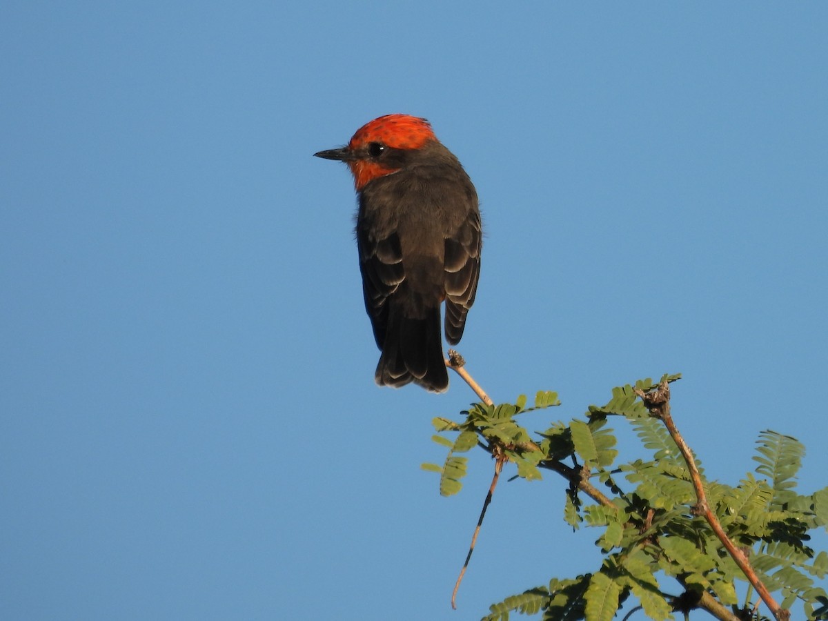 Vermilion Flycatcher - ML642391455