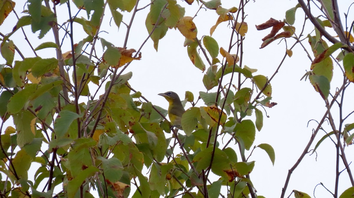 Yellow-breasted Chat - ML642391457