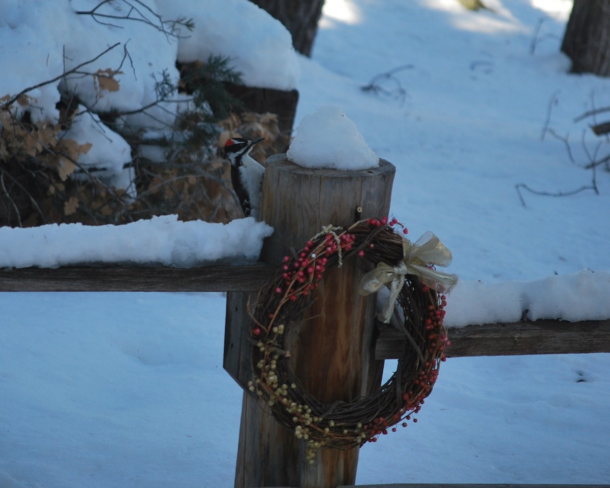 Hairy Woodpecker (Rocky Mts.) - ML642391462