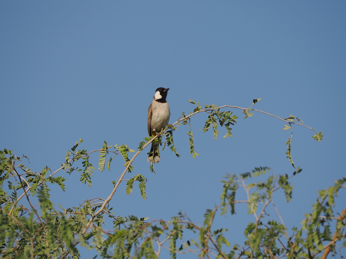 בולבול לבן-לחיים - ML642391515