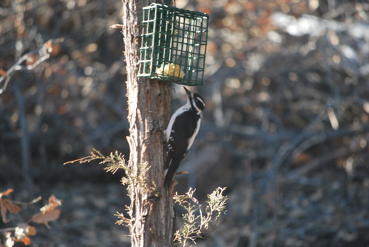 Hairy Woodpecker (Rocky Mts.) - ML642391547