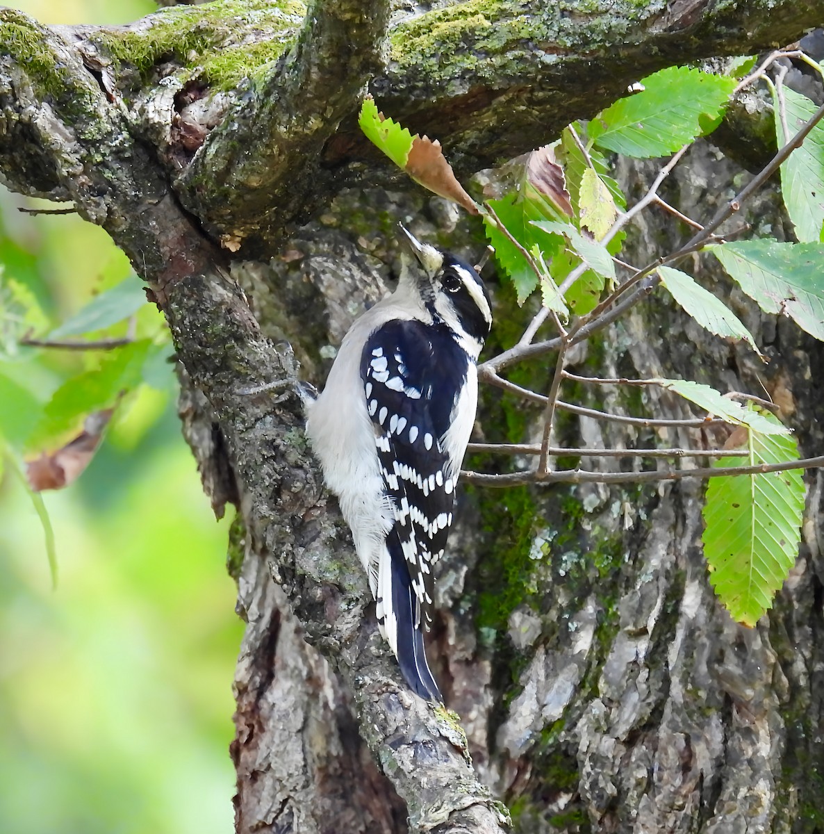 Downy Woodpecker - ML642391550