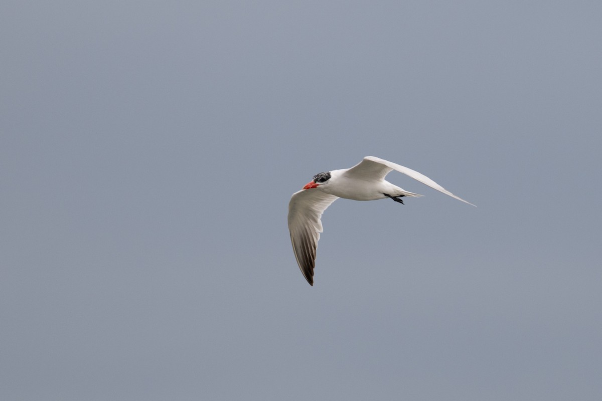 Caspian Tern - ML642391551