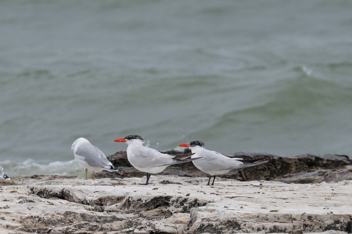 Caspian Tern - ML642391553