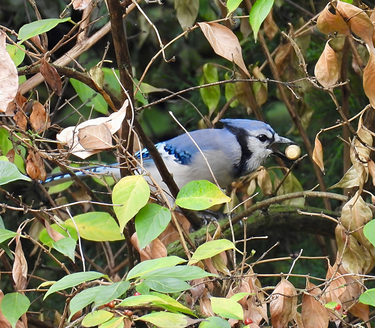 Blue Jay - ML642391557