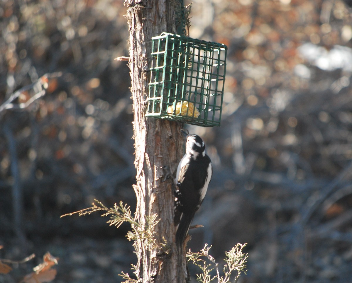 Hairy Woodpecker (Rocky Mts.) - ML642391558