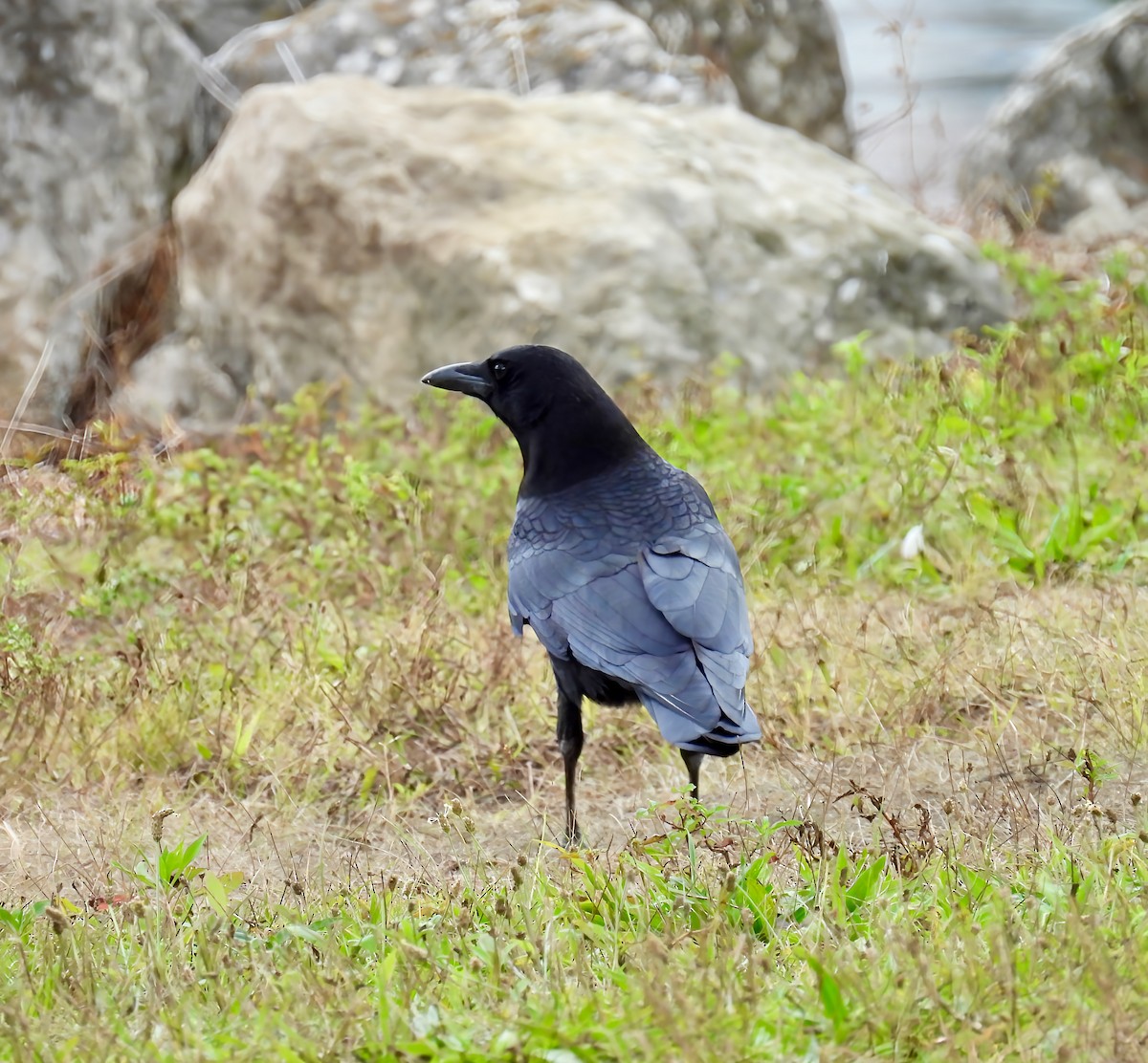 American Crow - ML642391560