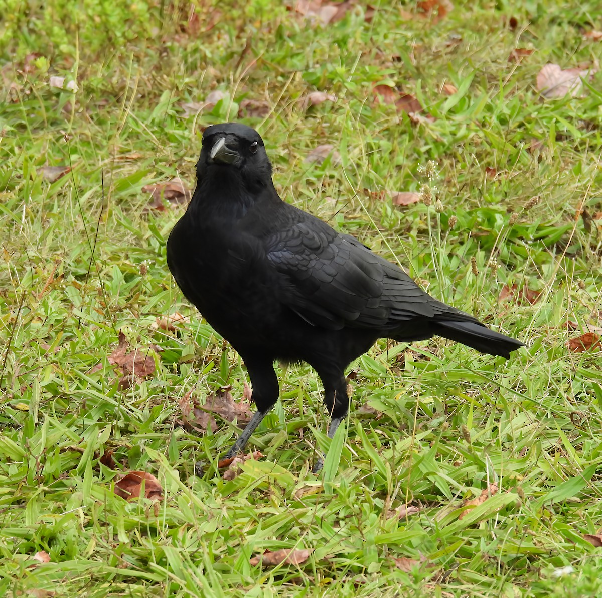 American Crow - ML642391561