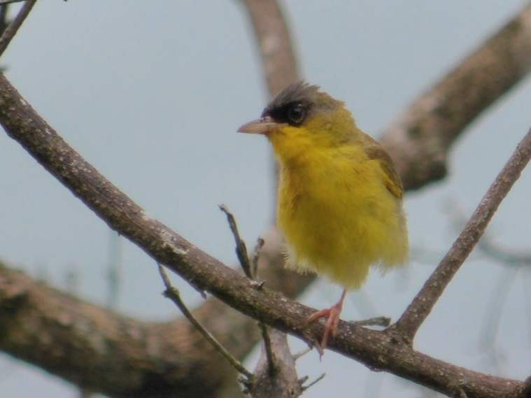 Gray-crowned Yellowthroat - ML642391563
