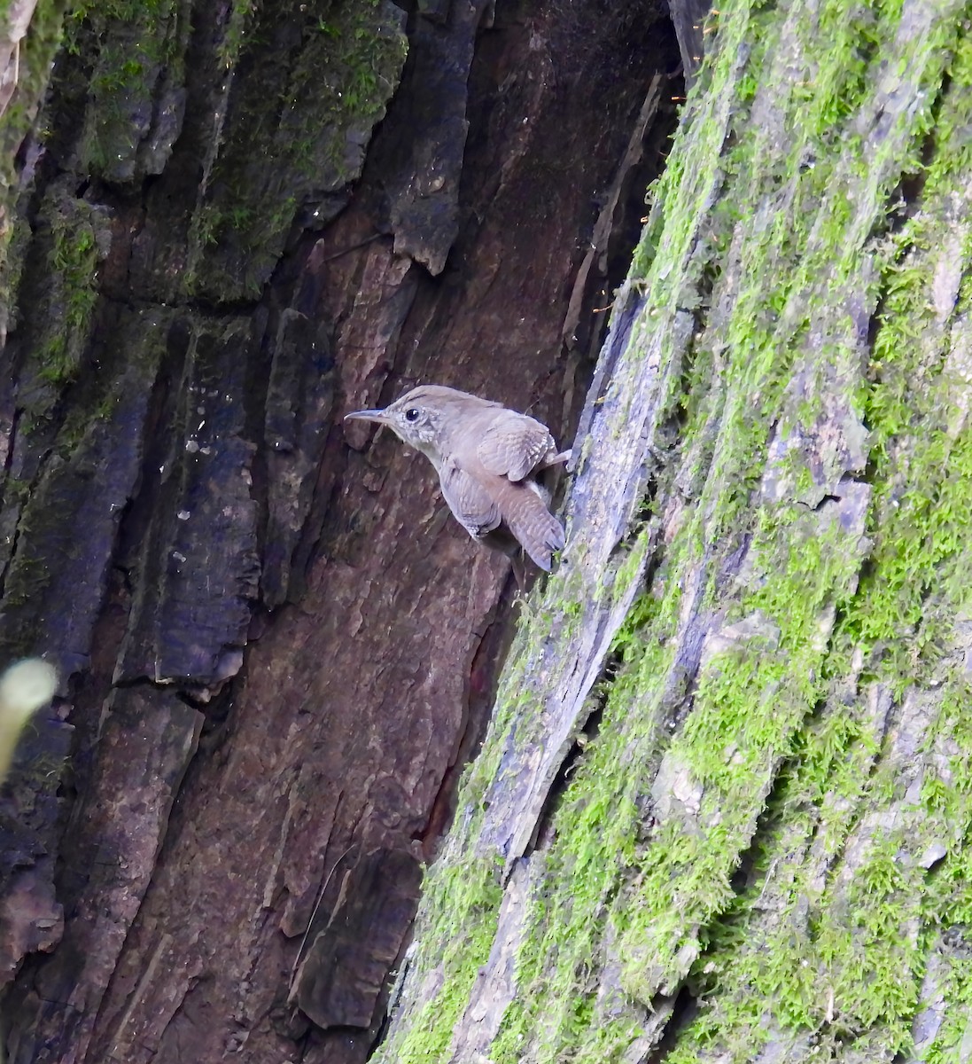 Northern House Wren - ML642391566