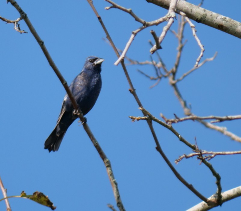 Blue Grosbeak - ML642391568