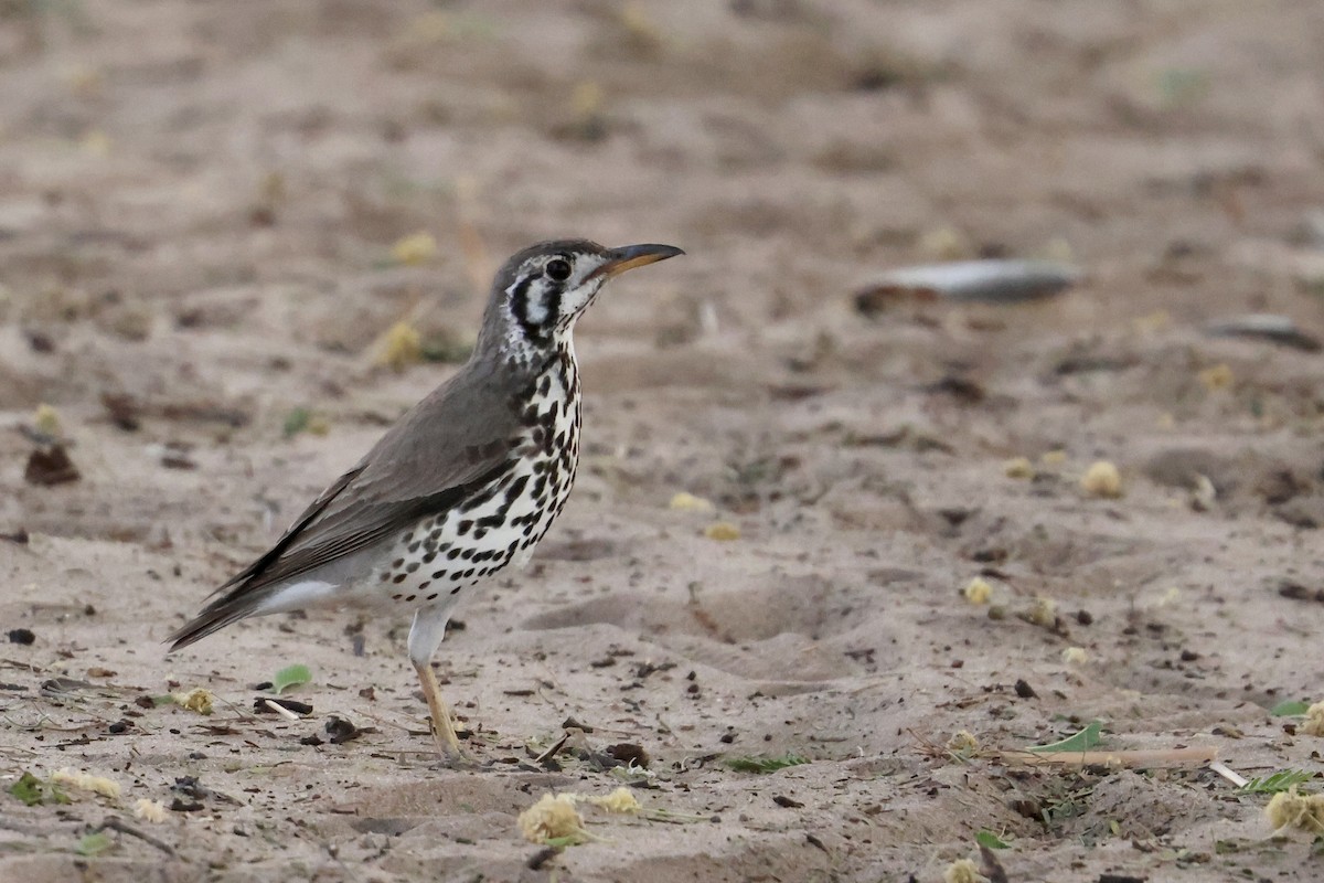 Groundscraper Thrush - ML642391577