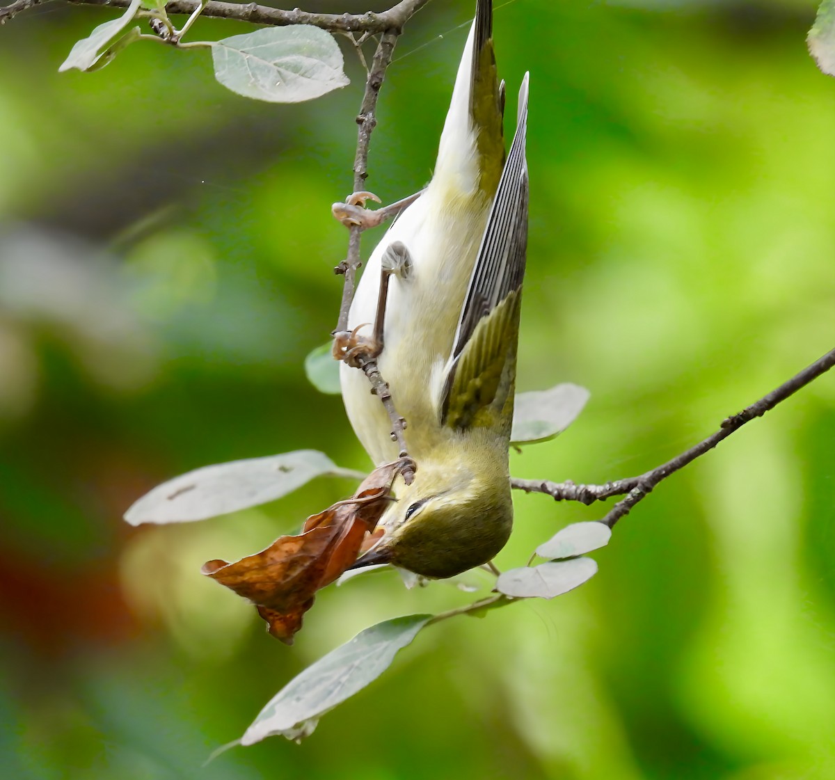 Tennessee Warbler - ML642391583