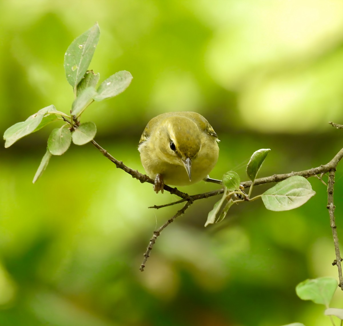 Tennessee Warbler - ML642391584