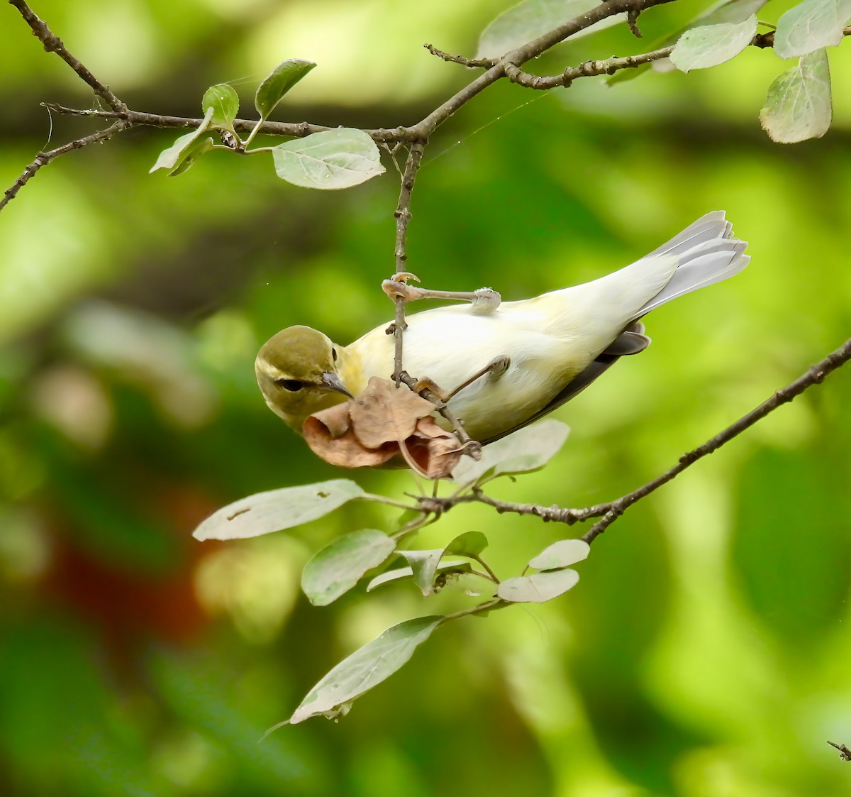 Tennessee Warbler - ML642391585