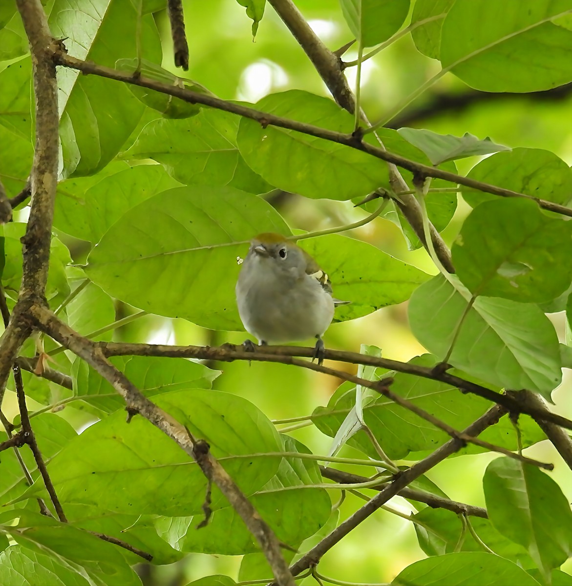 Chestnut-sided Warbler - ML642391591