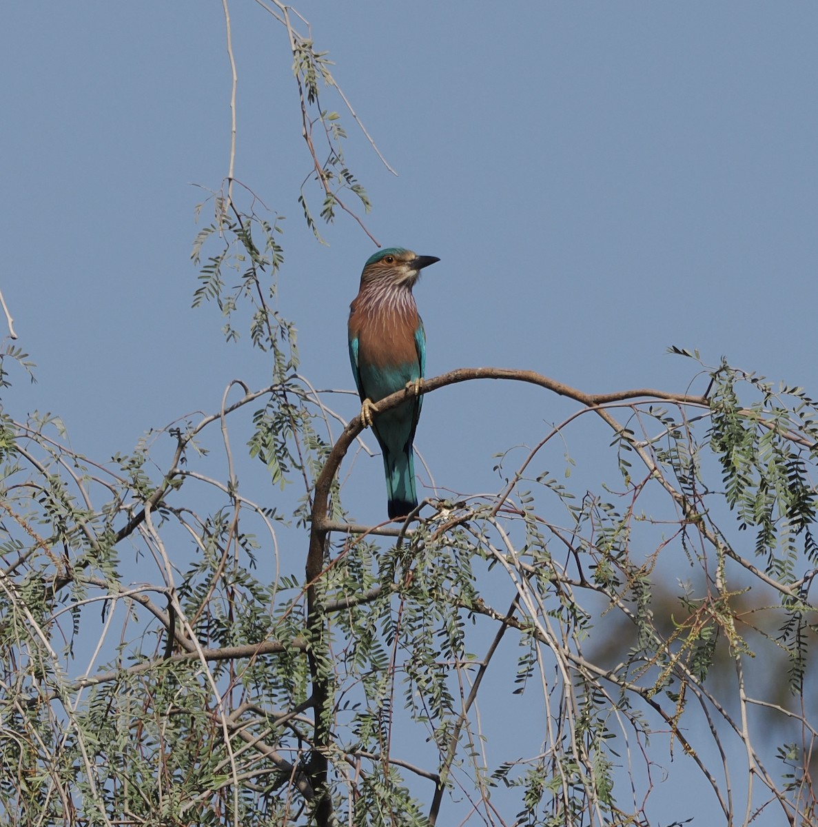 כחל הודי - ML642391592
