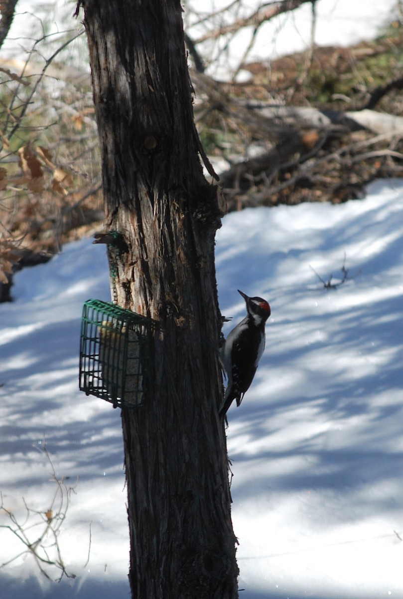Hairy Woodpecker (Rocky Mts.) - ML642391609