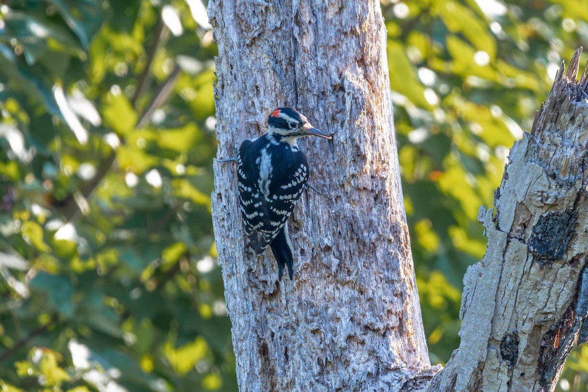 Hairy Woodpecker - ML642391630