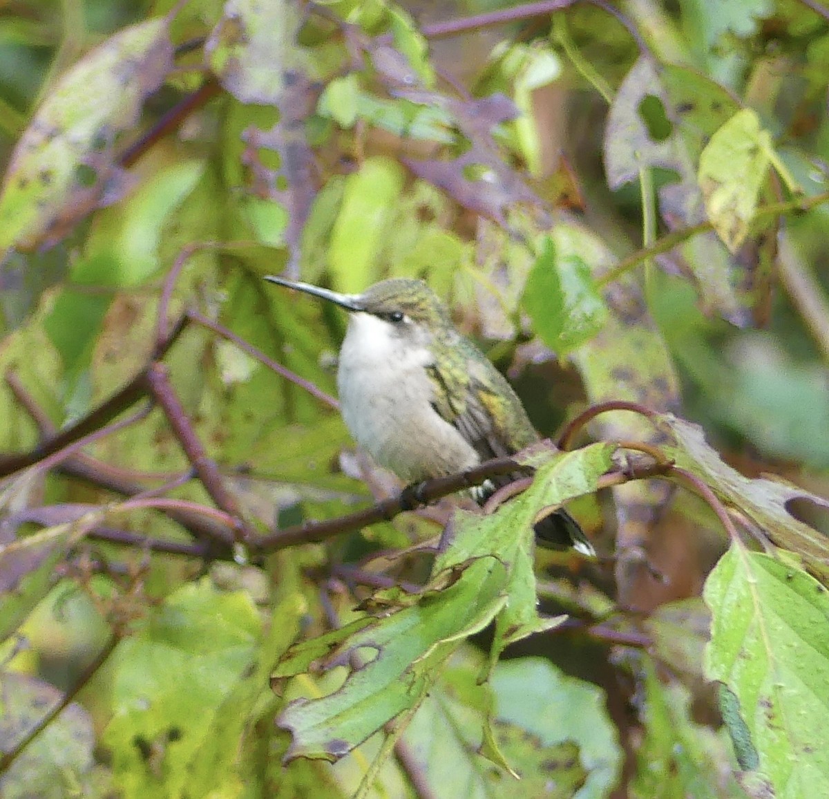 Ruby-throated Hummingbird - ML642391644