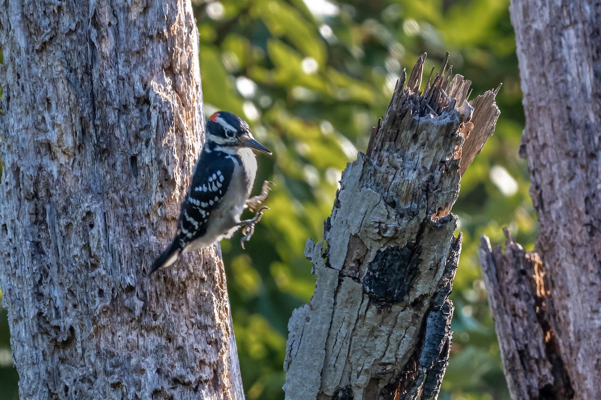 Hairy Woodpecker - ML642391645