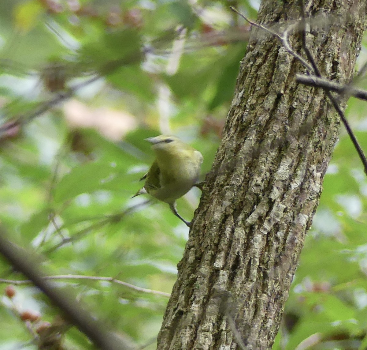 Tennessee Warbler - ML642391668