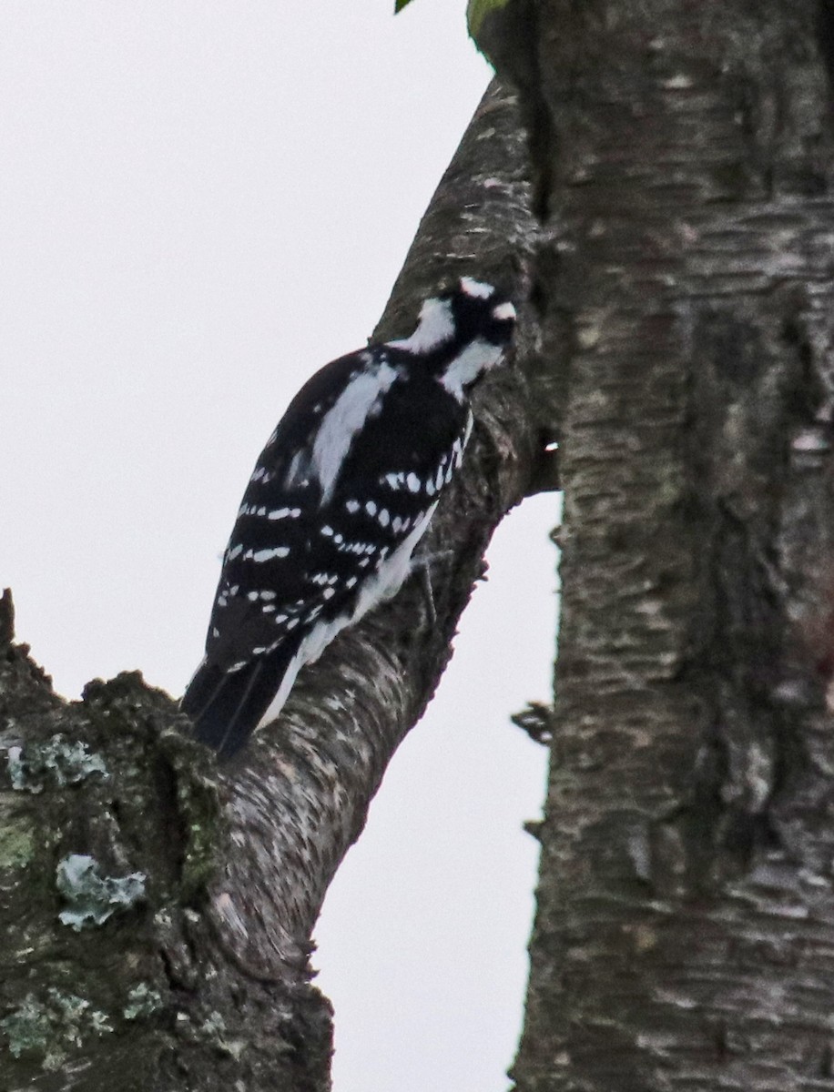 Hairy Woodpecker - ML642391687