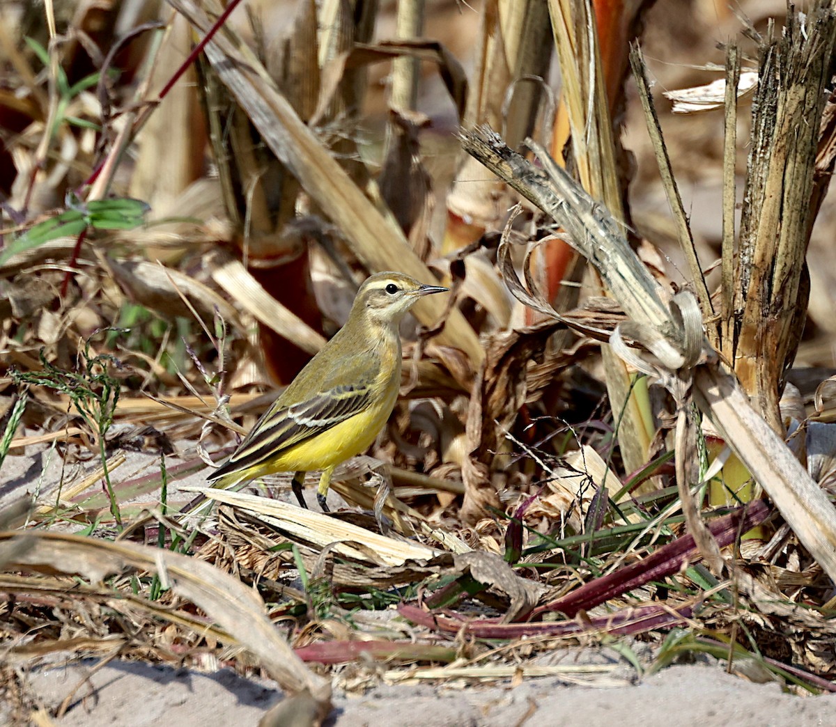 Western Yellow Wagtail - ML642391785