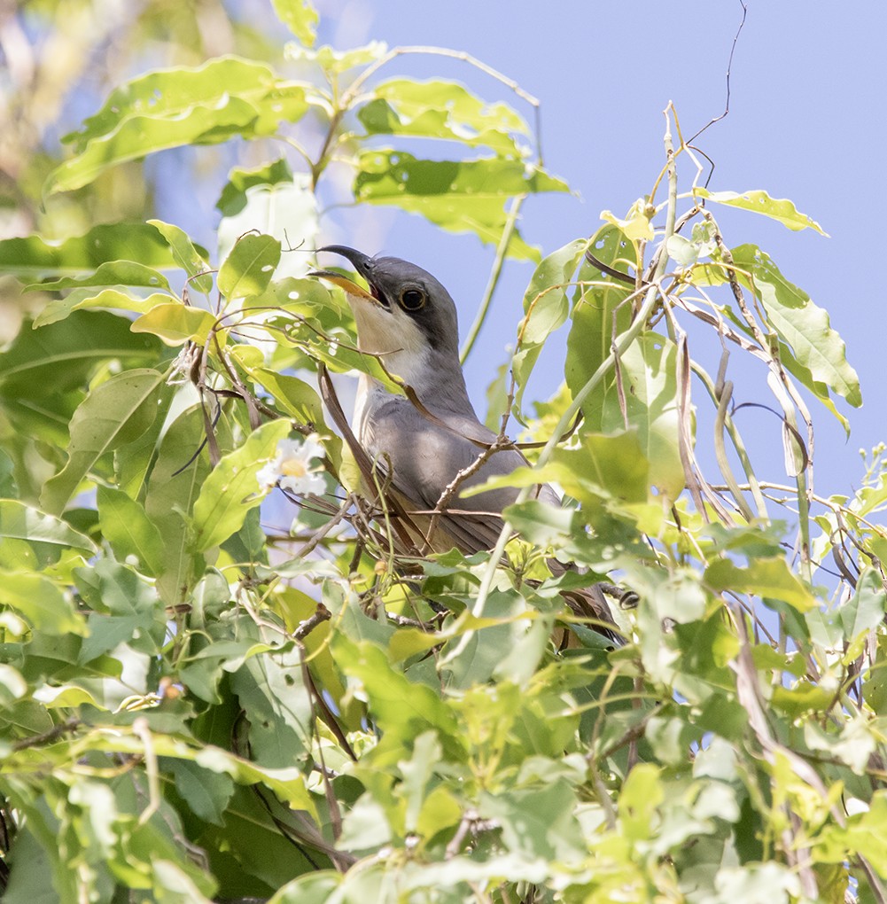 Mangrove Cuckoo - ML642391796
