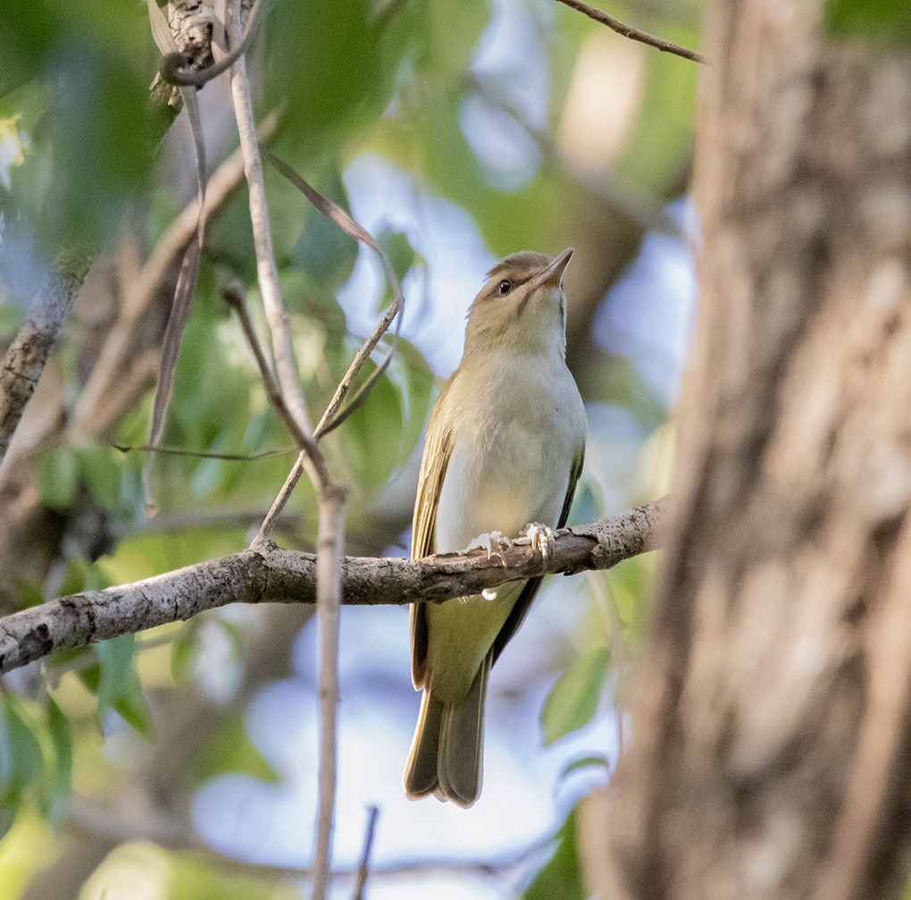 Black-whiskered Vireo - ML642391814