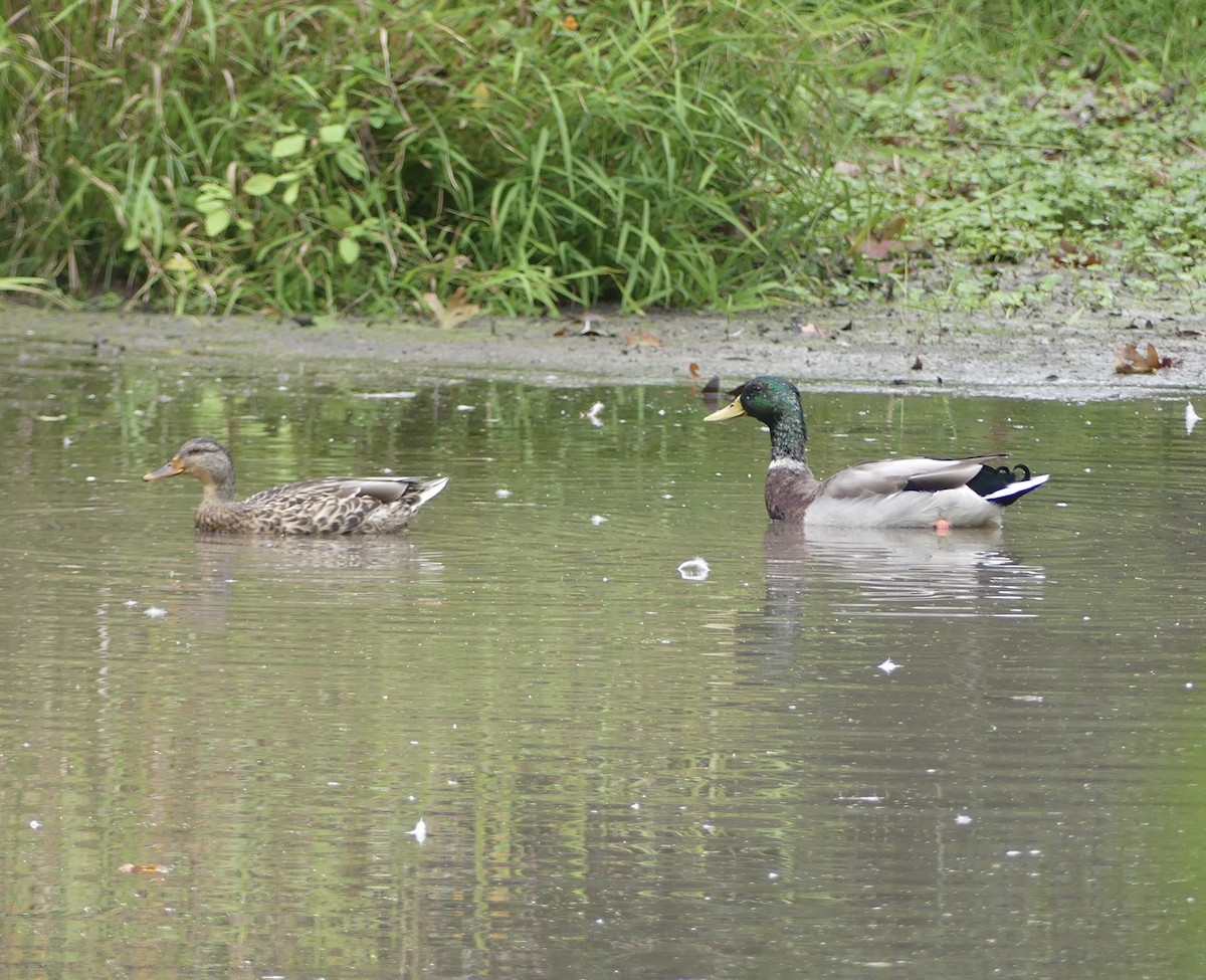 Mallard - ML642391818