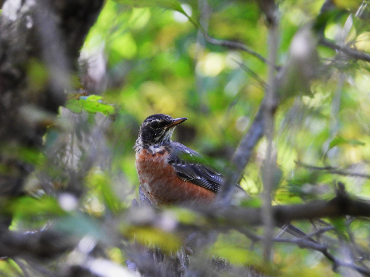 American Robin - ML642391846