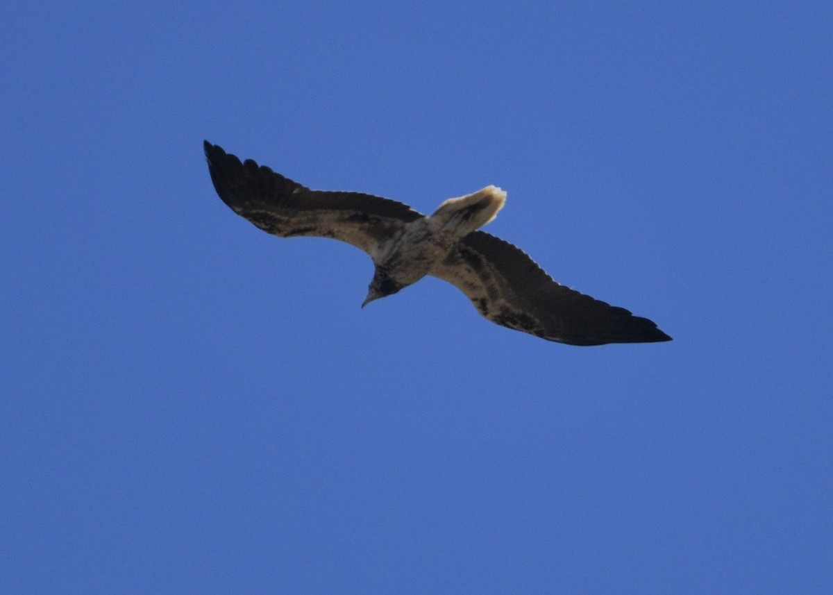 Egyptian Vulture - ML642391850
