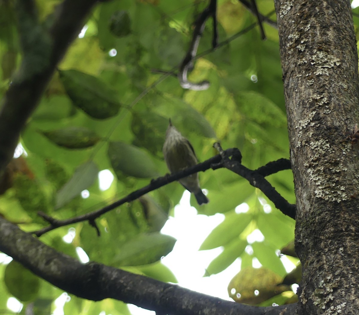 Cape May Warbler - ML642391861