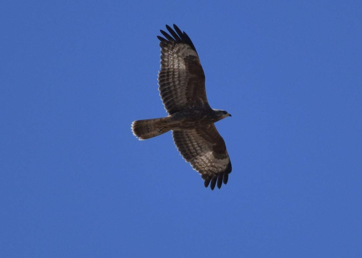 European Honey-buzzard - ML642391872