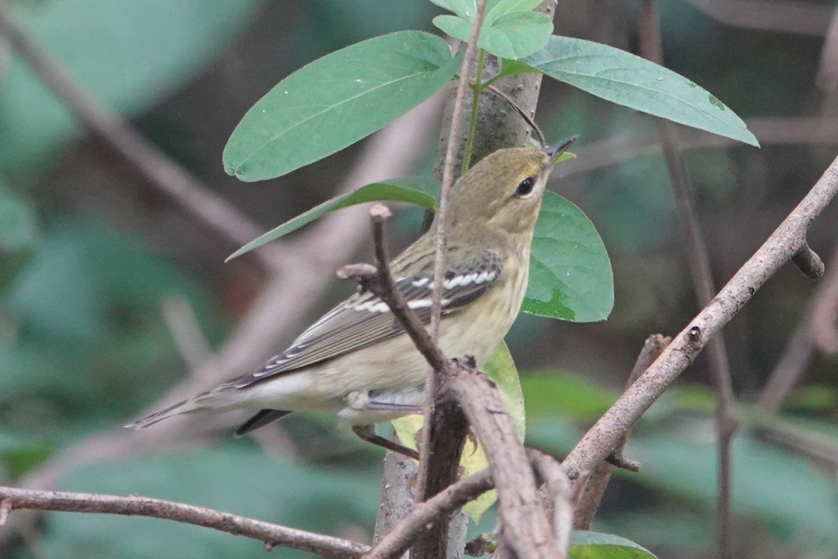 Blackpoll Warbler - ML642391876