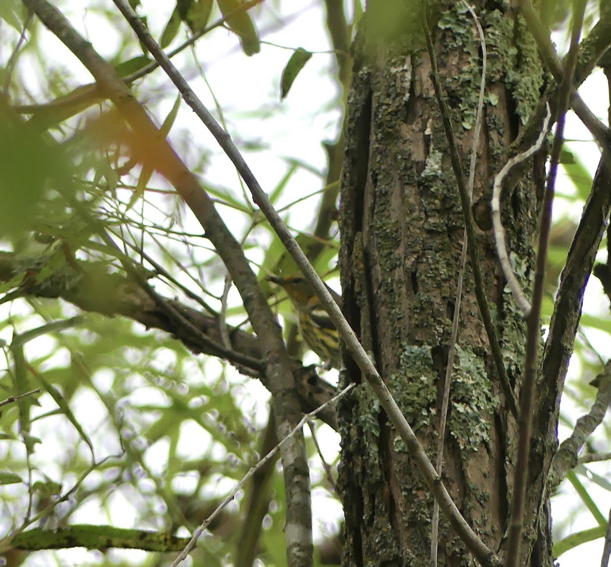 Cape May Warbler - ML642391883