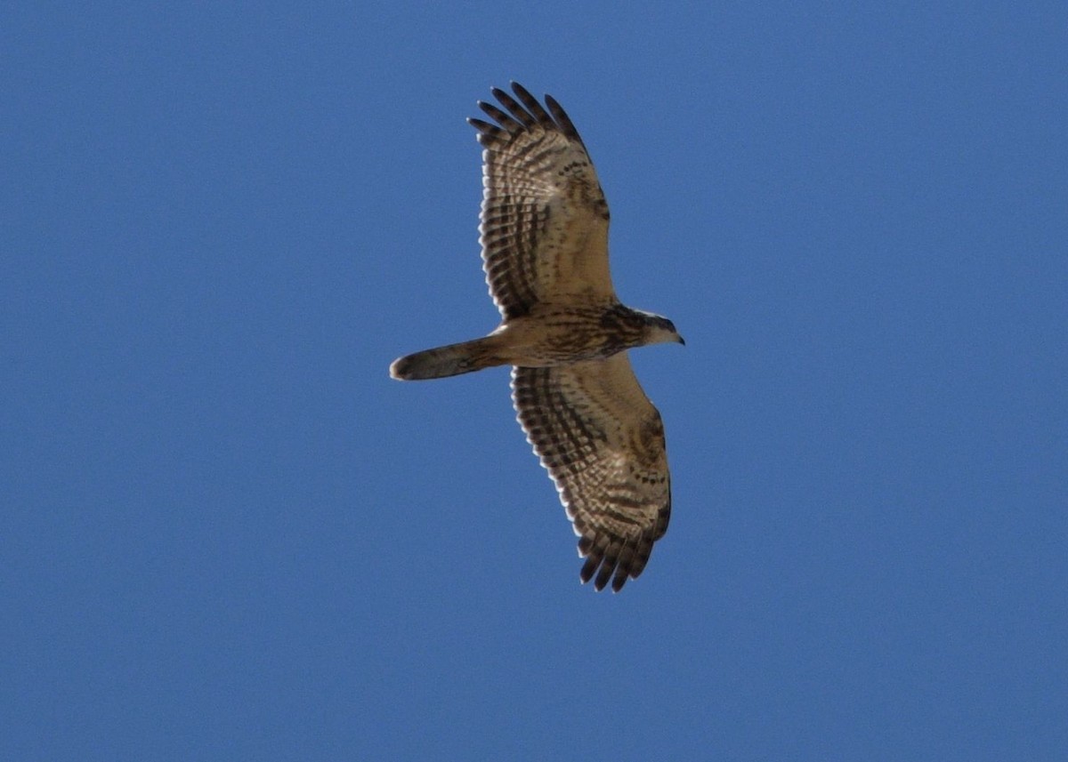 European Honey-buzzard - ML642391887