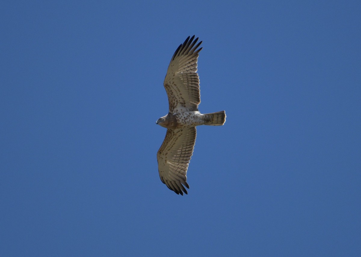 Short-toed Snake-Eagle - ML642391898