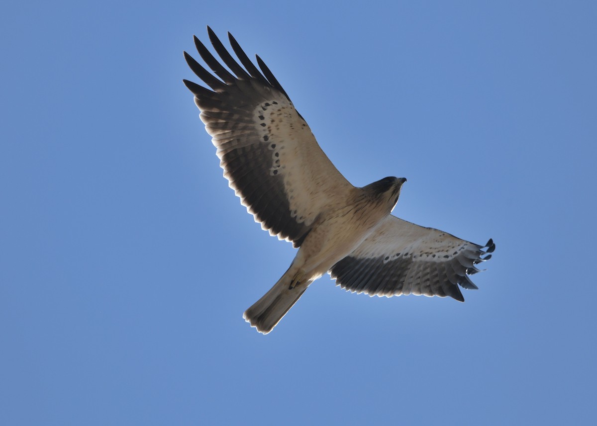 Booted Eagle - ML642391906