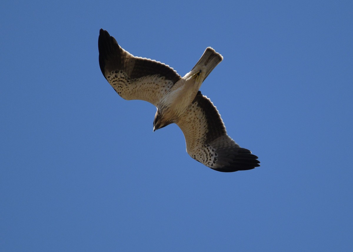 Booted Eagle - ML642391907