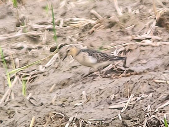 Buff-breasted Sandpiper - ML642391908
