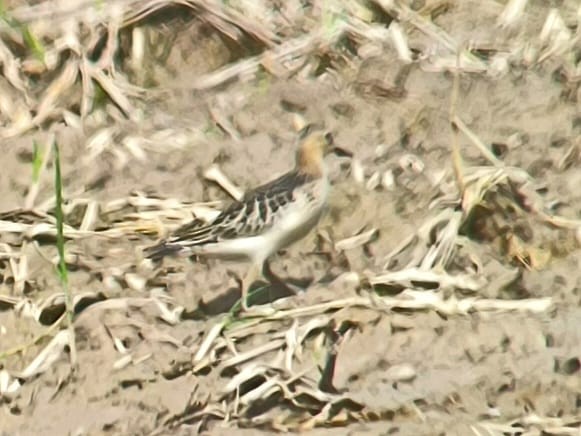 Buff-breasted Sandpiper - ML642391909